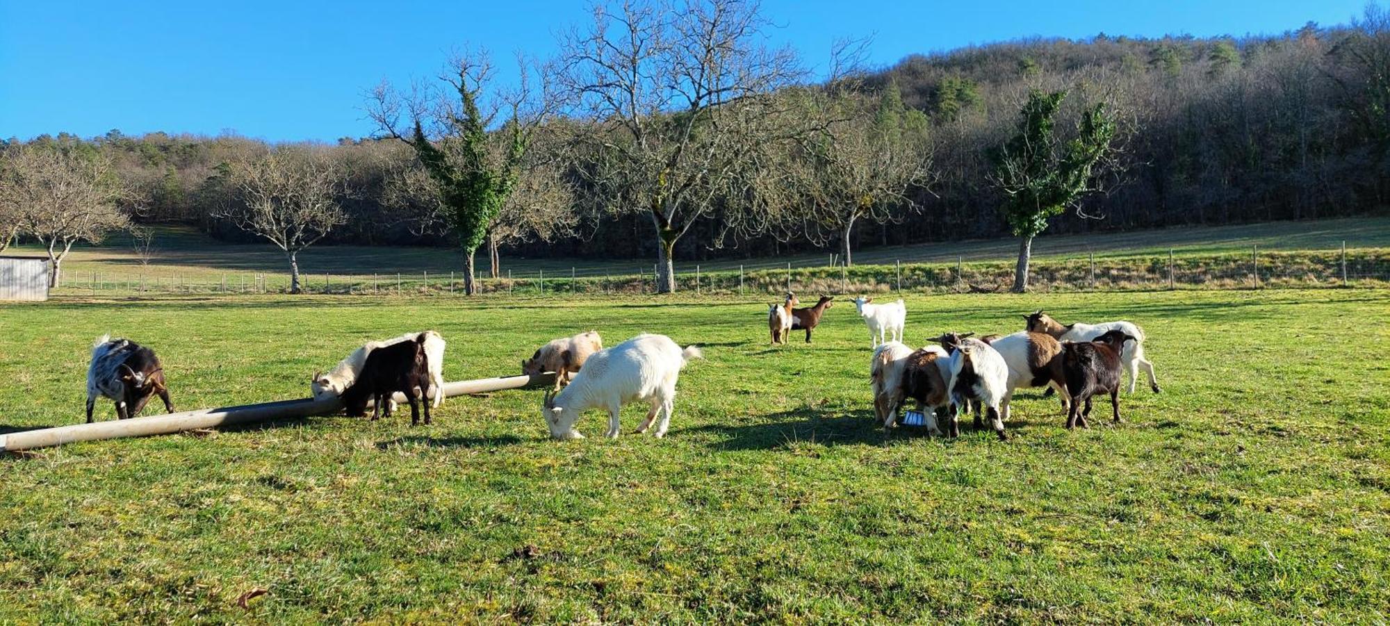 Ferme Des Petites Oreilles 4 Etoiles Montignac-Lascaux Exterior foto
